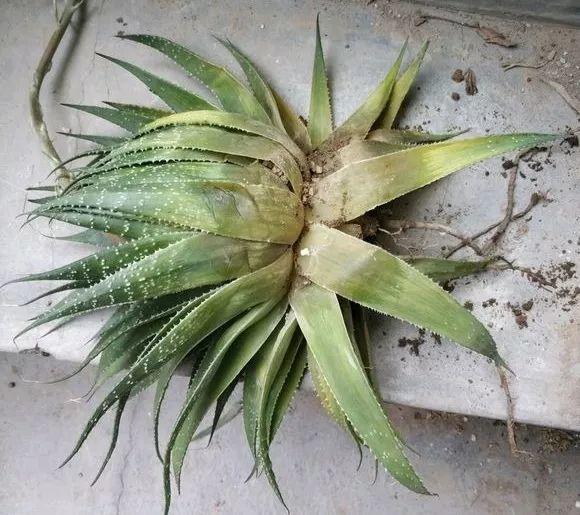 都有哪些过期的药片可以养花,过期的养花药有哪些