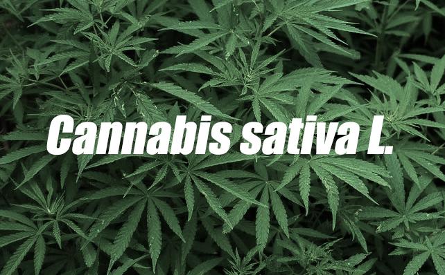 走红国外的中国产品,爆红国外的国货