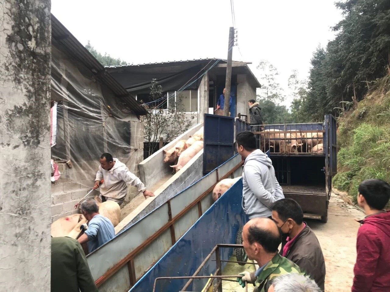 现在养合同猪还能挣到钱吗,养合同猪的模式