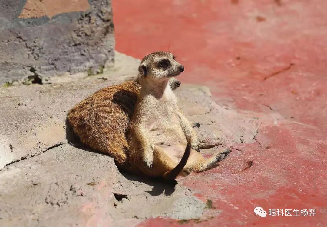 户外活动为什么能防控近视,户外活动防控近视背后的秘密