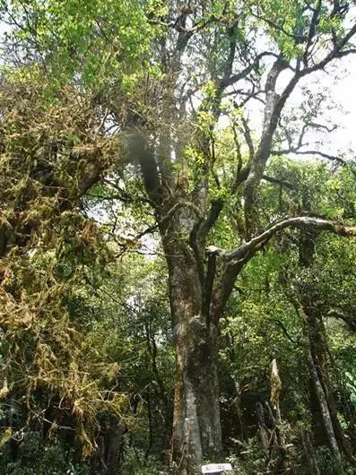 普洱茶藤条分布在哪里,普洱茶的茶山分布之四大茶区