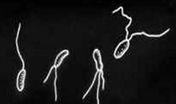 草莓根枯病防治口诀,草莓青枯病和枯萎病的防治