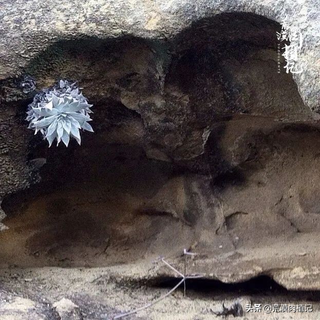 美国加州海岸仙女杯偷盗,美国加州仙女杯产业