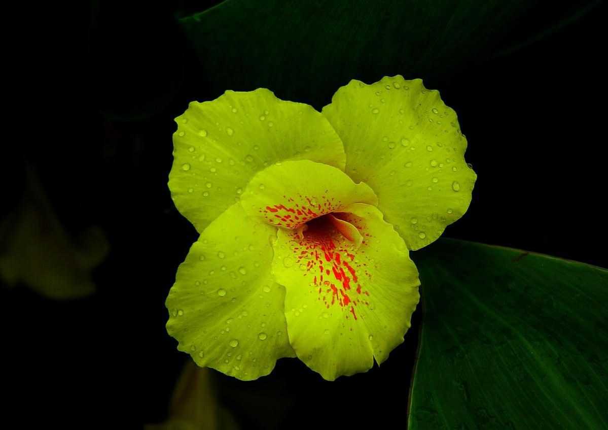 美人蕉在家养有风水讲究吗,美人蕉在家养有什么好处