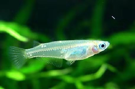 小时候的稻田鱼,小时候稻田里很小的鱼