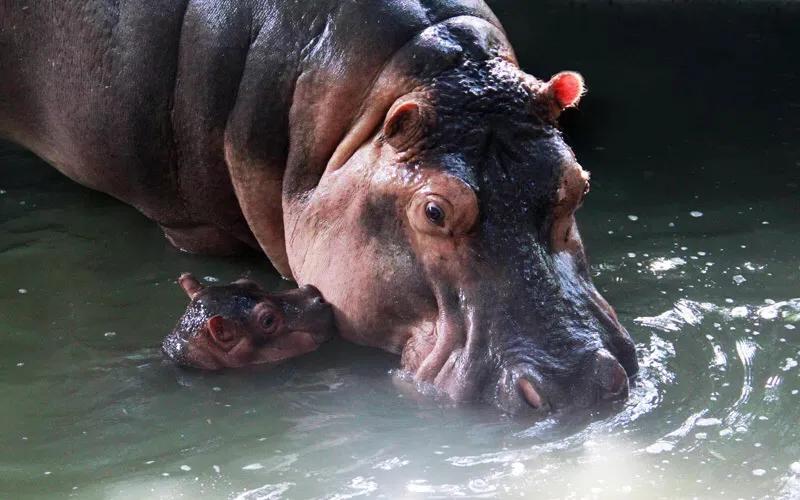 长隆飞鸟乐园拍鸟攻略,广州长隆飞鸟乐园可以摸哪些鸟