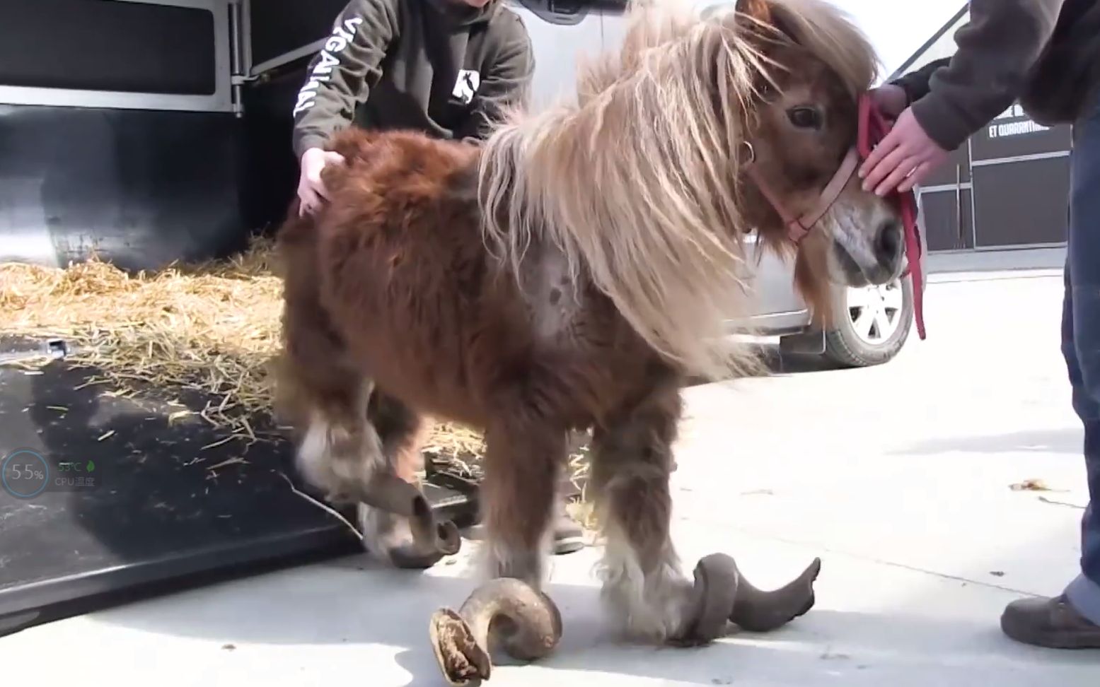 马掌为什么要钉马蹄而野马不用,马为什么要钉马蹄铁而野马不用
