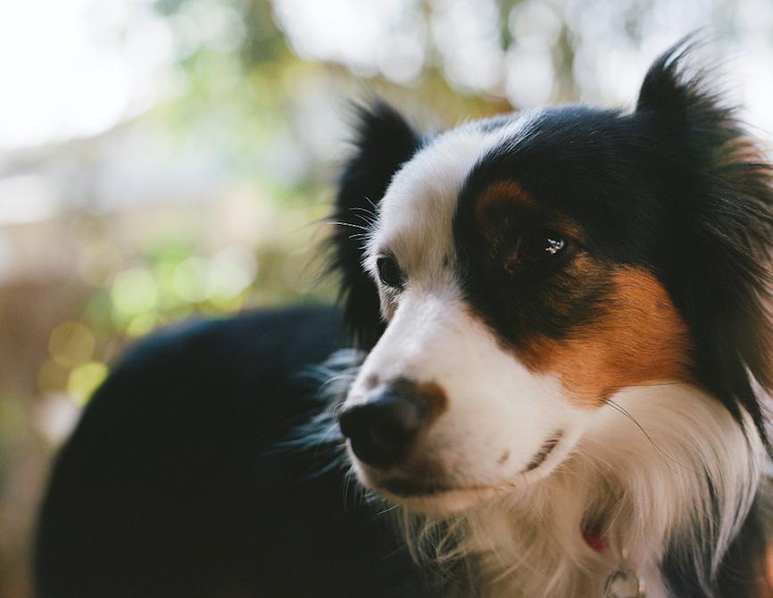 迷你澳牧犬好养吗,没有养过的人不懂养狗的快乐