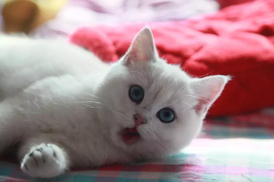 夏末秋初，刘三姐的英短咪咪，邂逅梁实秋的白猫王子