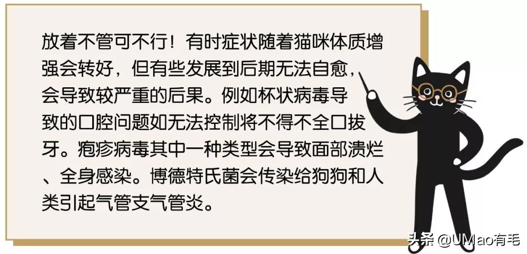 猫感冒会传染其他猫吗,猫感冒了有哪几种表现