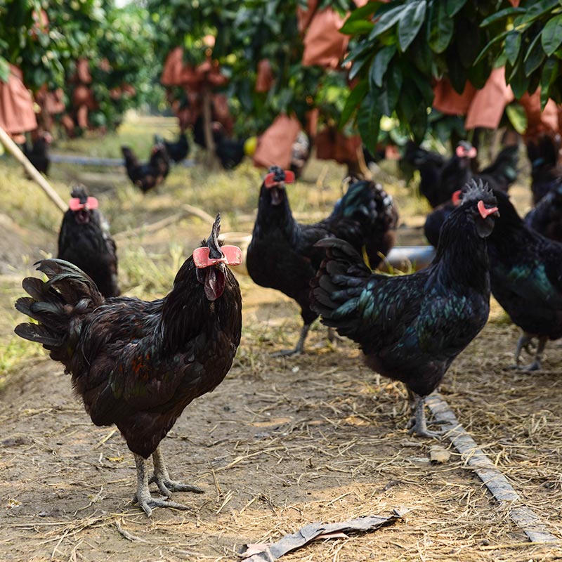 为什么历来都说鸡可以辟邪,鸡为什么驱邪