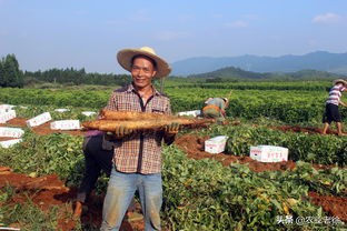山药种植时怎么预防根腐病,山药种植怎样预防地下虫害