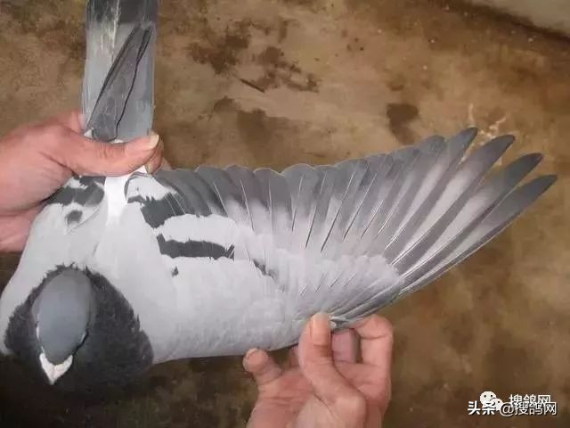 怎么看赛鸽的羽速,赛鸽南北赛线的差异性