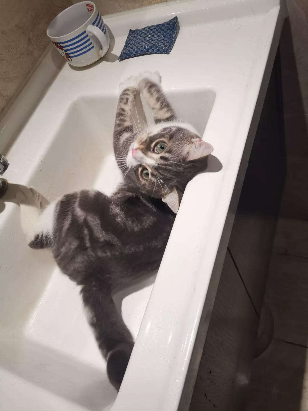 铲屎官最担心猫咪的几件事,爱玩水的猫怎么治