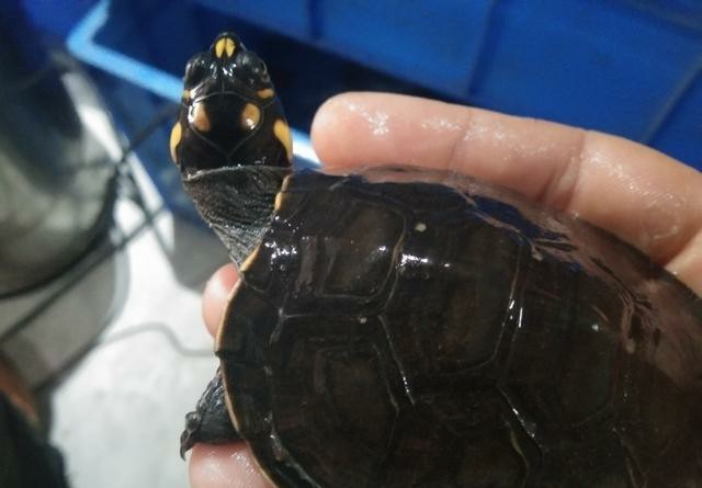 黄头侧颈龟到底能不能养,养黄头侧颈龟适合造景么