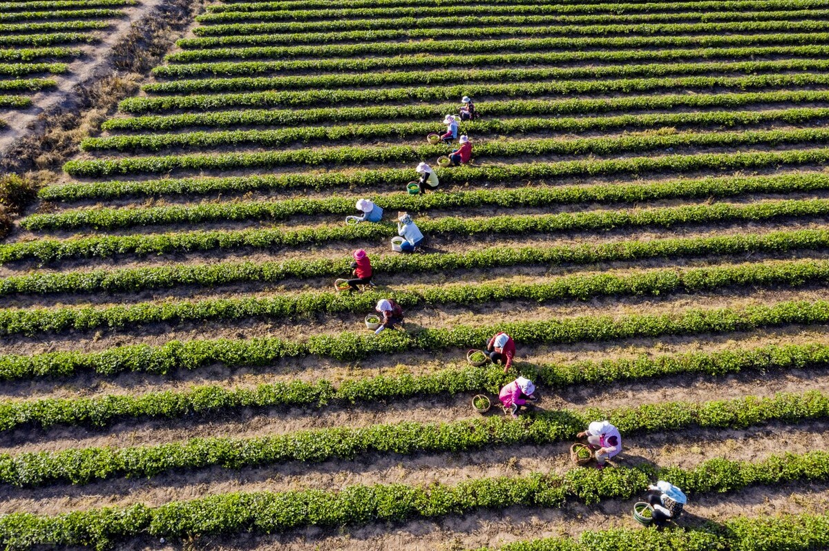 大益茶炒作事件,大益茶业崩盘事件