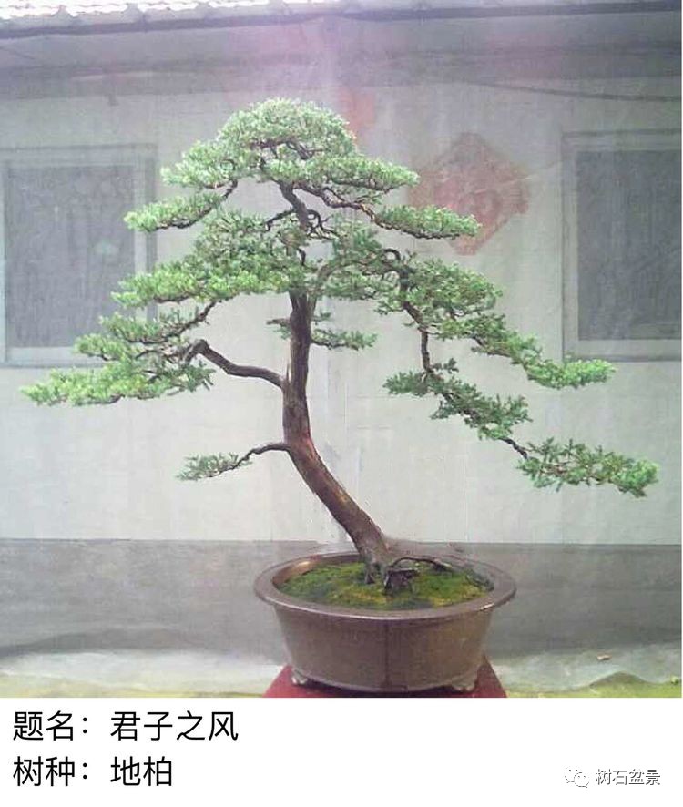 金艳盆景精品欣赏,幸得一知己