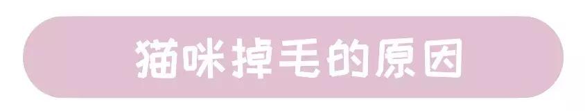 猫咪脚上突然斑秃掉毛是怎么回事,猫咪头顶掉毛但是无结痂是猫癣吗