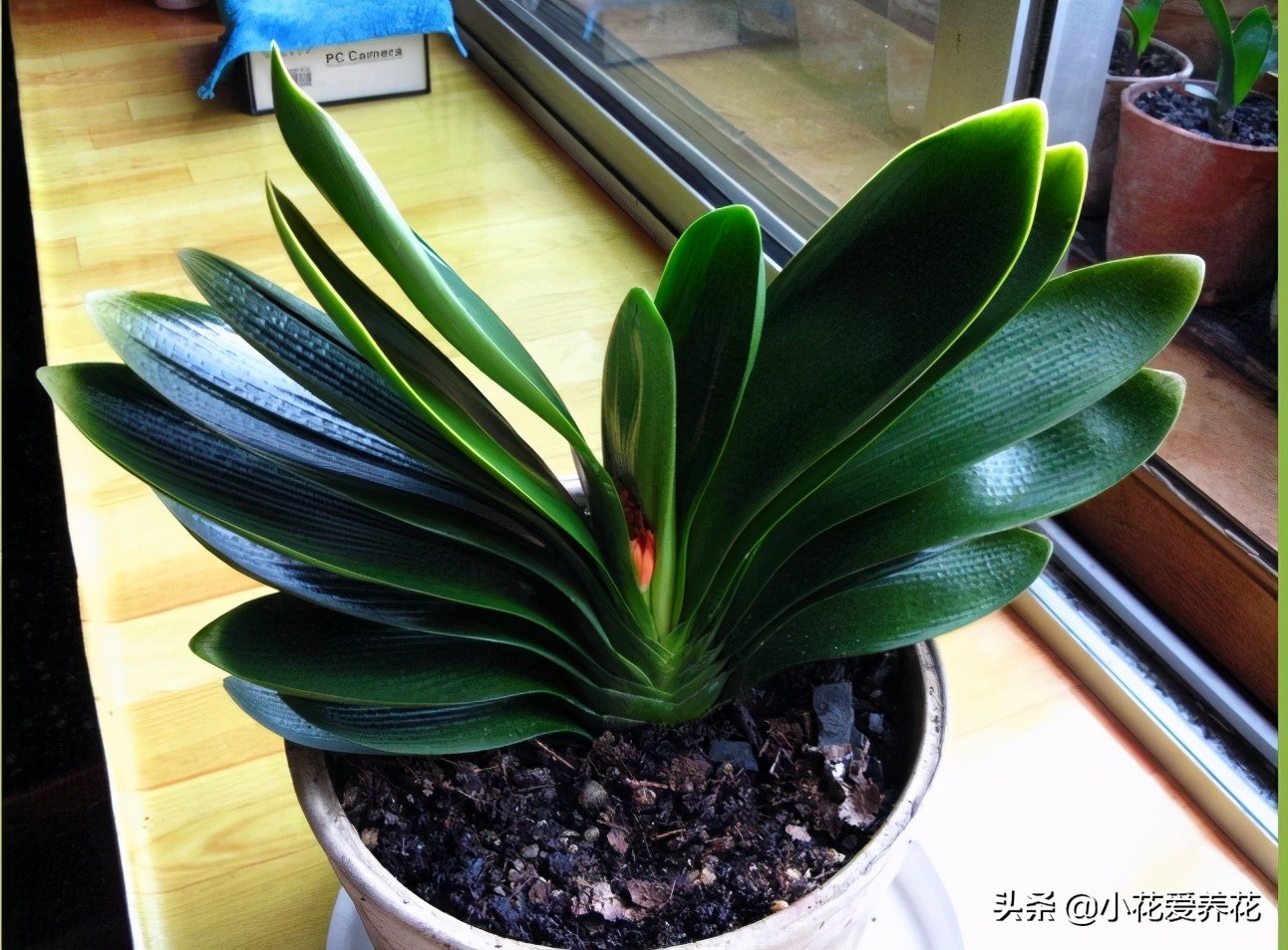 君子兰烂根用河沙栽盆几天浇水好,给君子兰浇水浇到叶心怎么办