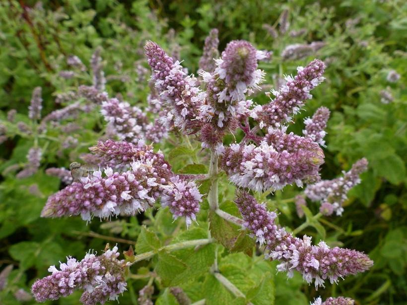 香草花园（1）|享受采摘薄荷和使用新鲜香草来调味乐趣