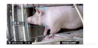 报告!这群阿里工程师在偷偷养猪