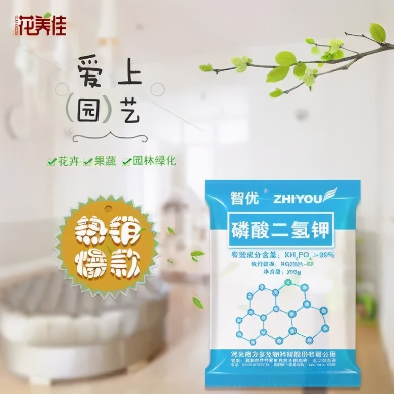 报春花小苗养护,报春花怎么养最好看