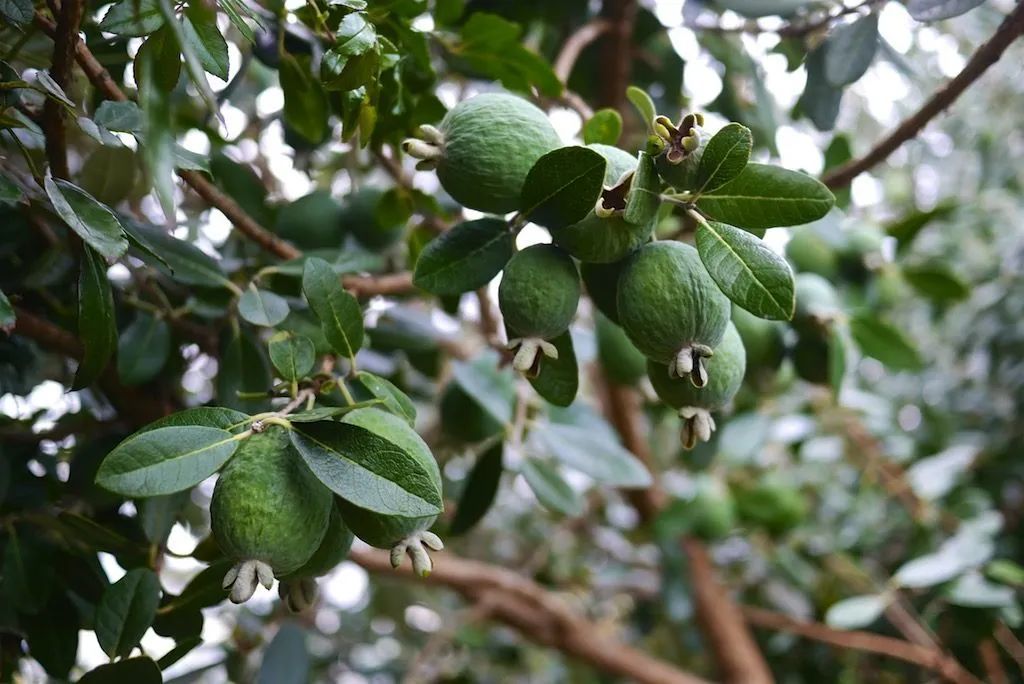 澳洲水果的营养价值,澳洲必吃的10种水果