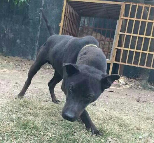 中国本土犬种有哪些可以当警犬,我国嗅觉特别强本土犬种排名