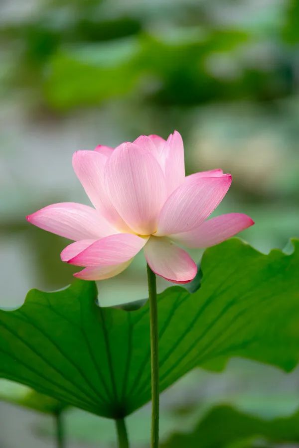 七月份的无锡,七八月份无锡旅游推荐