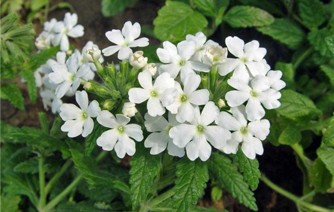 植物百科纪录片,植物百科扫码