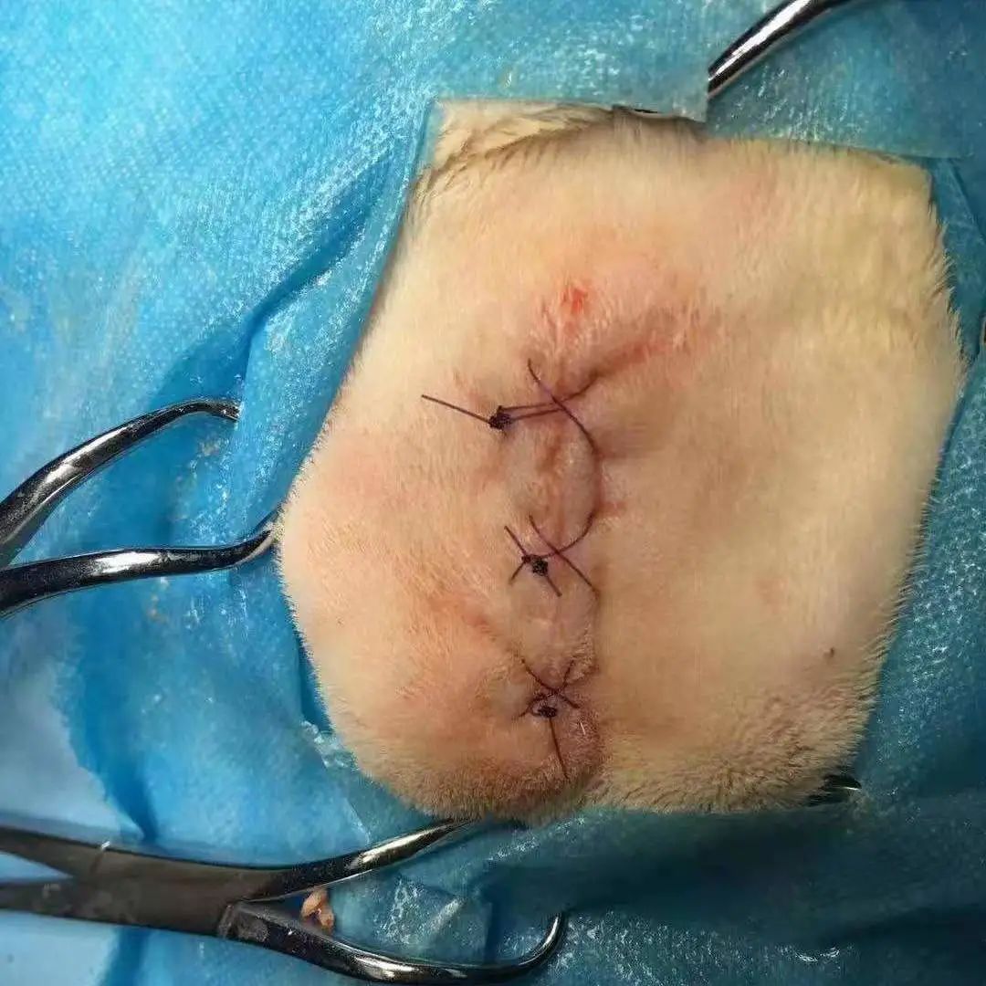 猫咪额头突然肿起来到底是什么原因导致的？你知道吗