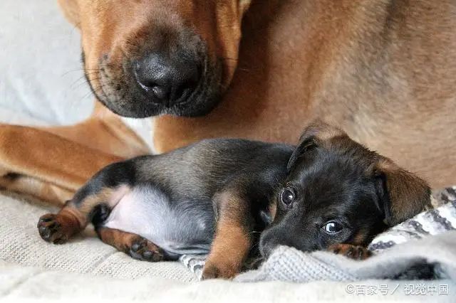 准备好迎接了吗英文翻译,准备好迎接除夕了吗