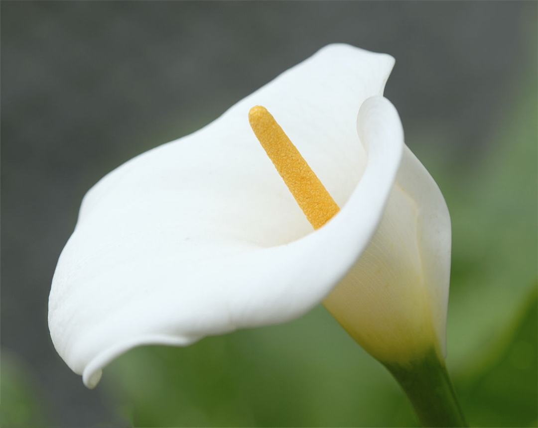 彩色马蹄莲要怎么养,彩色马蹄莲养护方法