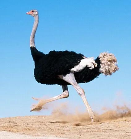 特种养殖有哪些品种赚钱快,最有前景十大特种养殖骗局