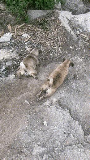 大叔刷百万礼物,大叔刷100万见网红