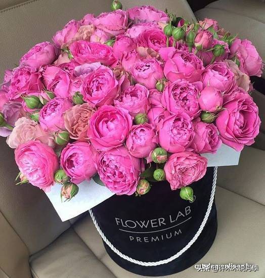 推荐一下多头月季花,100种月季品种大全