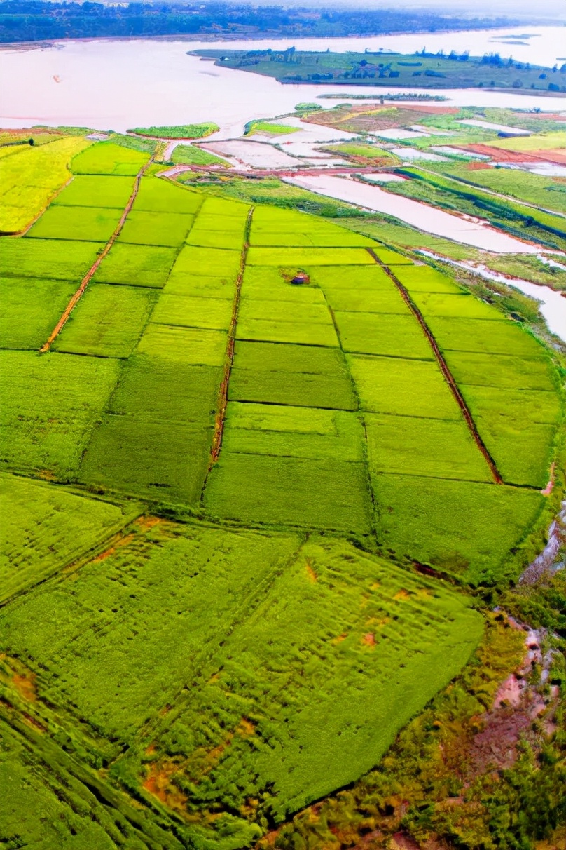 宁夏大米好吃吗,宁夏大米排名第一名