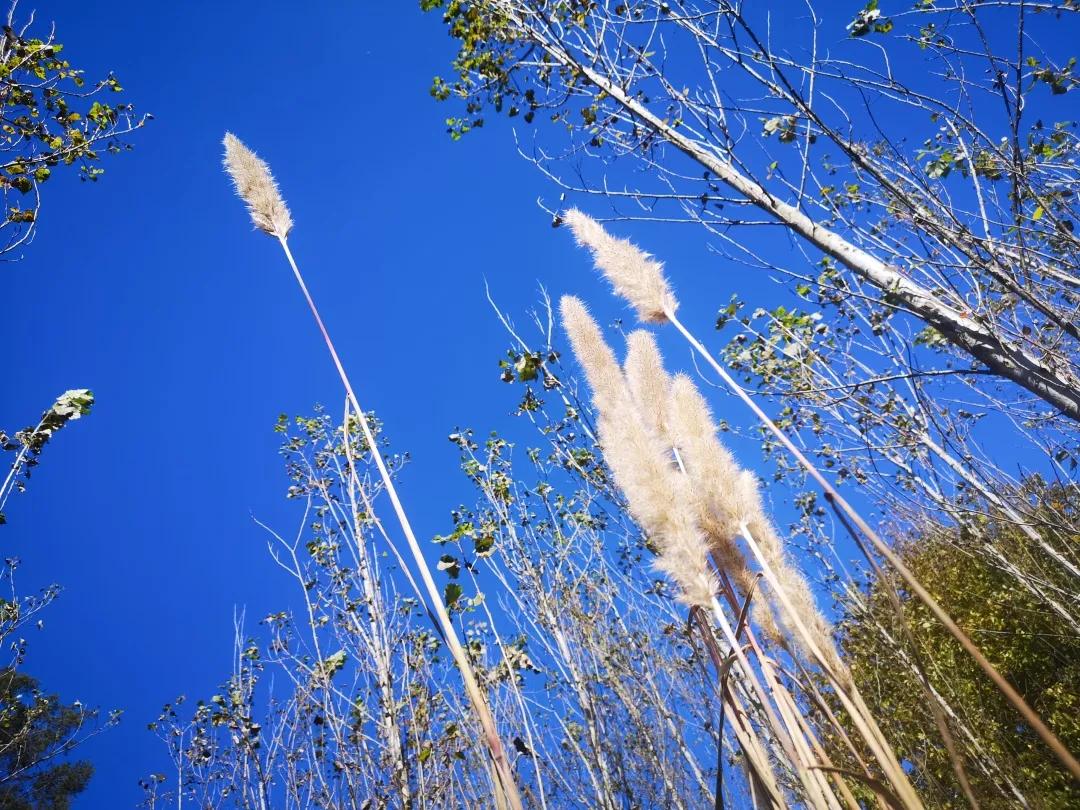 昆明甸尾村的水杉真的太美了,昆明甸尾水杉林网红打卡地