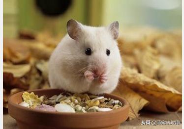 怎么照顾已经怀孕的仓鼠,仓鼠生下孩子后如何照顾