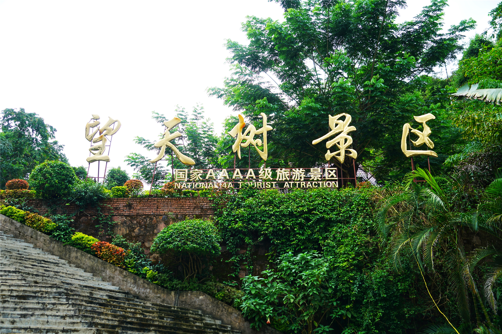 热带雨林丛林深处望天树图片,热带雨林中的望天树