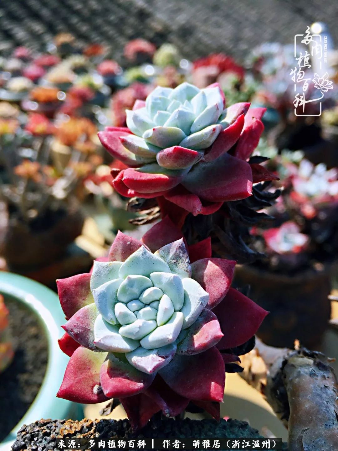 多肉最美的季节已来到,多肉最美的季节来临
