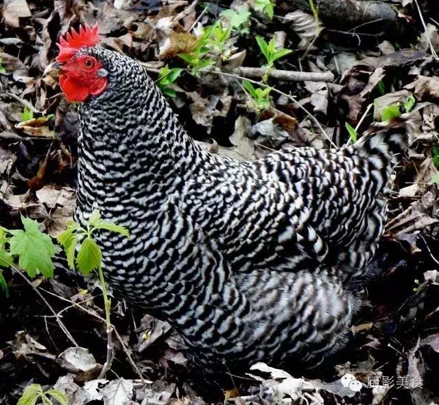 全世界的鸡都在这了，有你认识的吗？