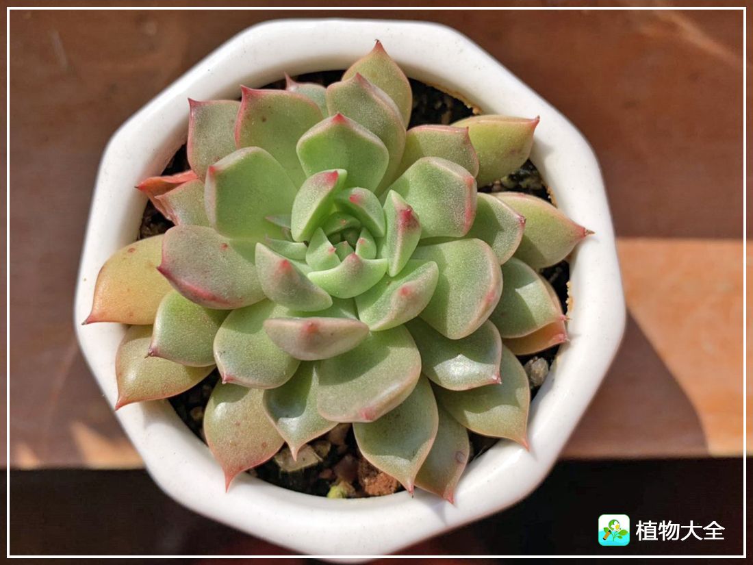艾格尼亚多肉植物,多肉植物奥利维亚