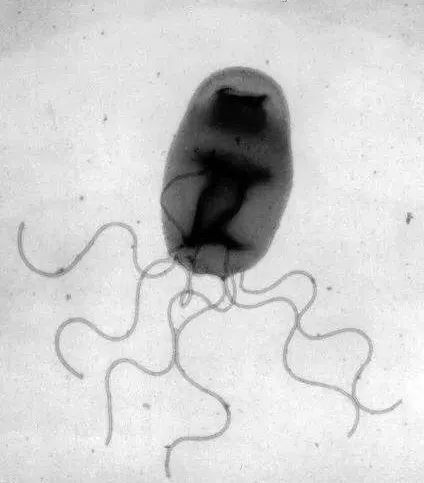 被猫舔证明什么,被猫咪舔过伤口真的会死吗