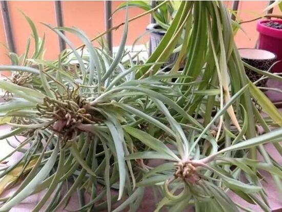 吊兰烂根怎么回事怎么处理,吊兰总是烂叶烂根是啥原因