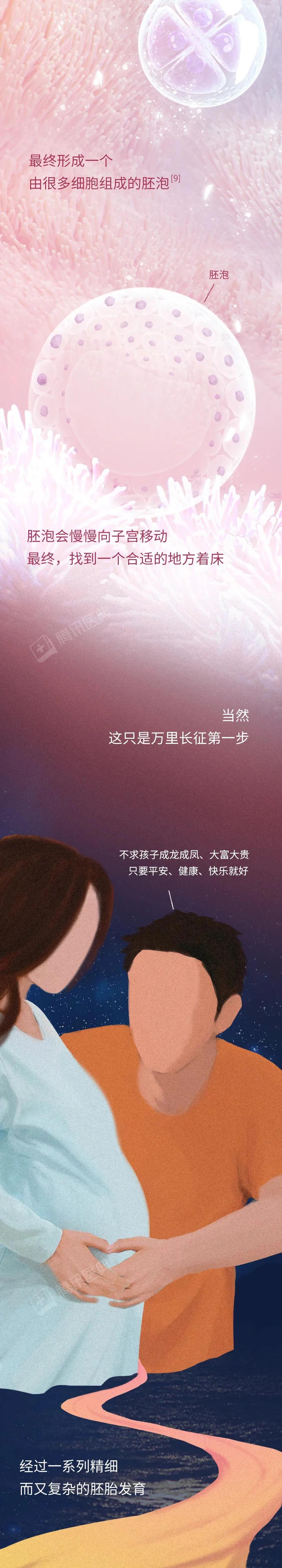 精子和卵子萌发生命的过程,精子与卵子结合孕育生命全过程