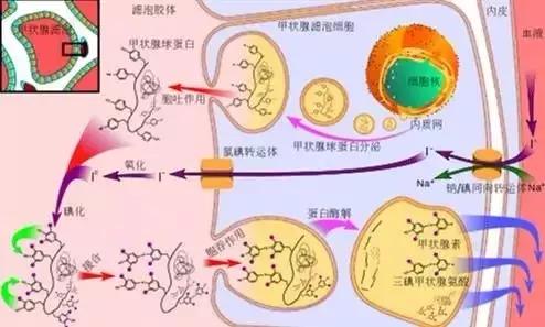 关注甲状腺疾病的专家,广东省甲状腺疾病著名专家