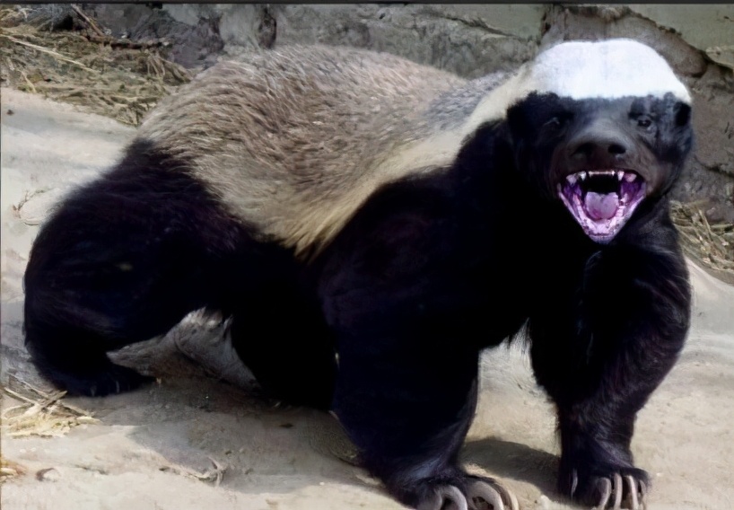 非洲恶霸平头哥,狮子毒蛇都不敢招惹它,蜜獾为何如此嚣张?