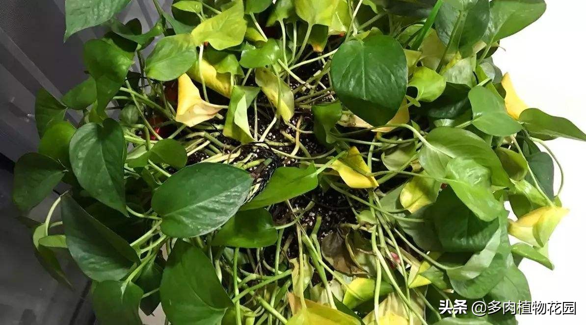 花卉盐碱害有哪些症状,怎样解决花卉盐碱严重