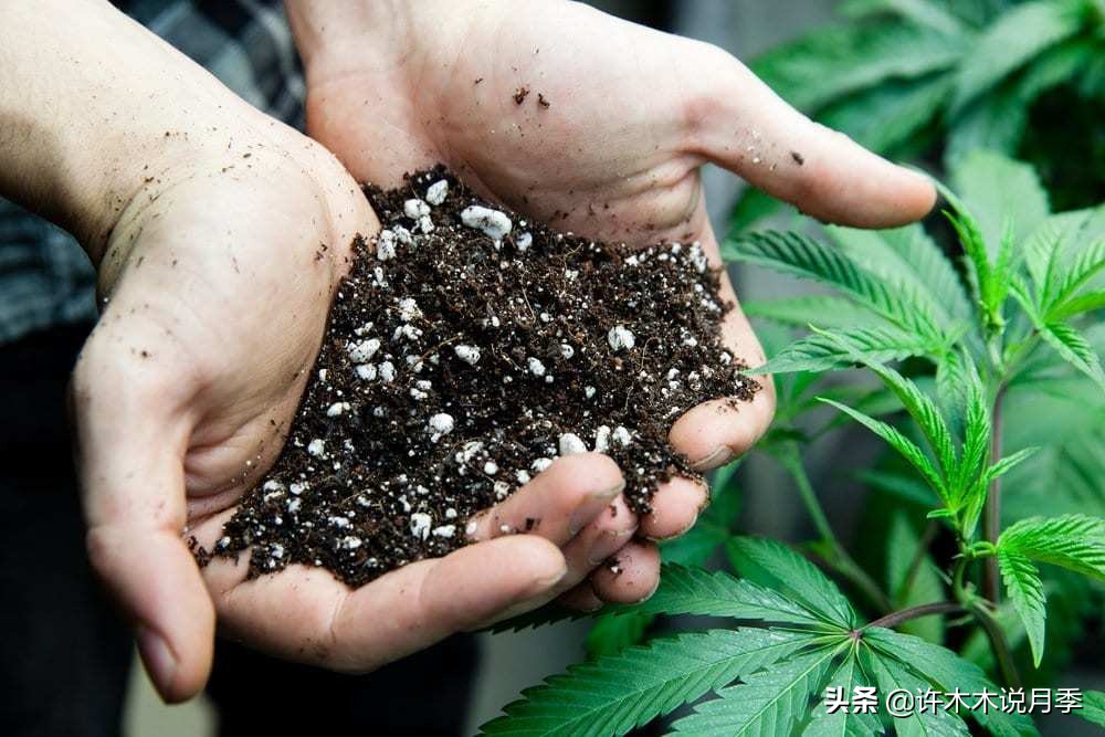 月季长得细开花少怎么办,月季叶子稀疏怎么办